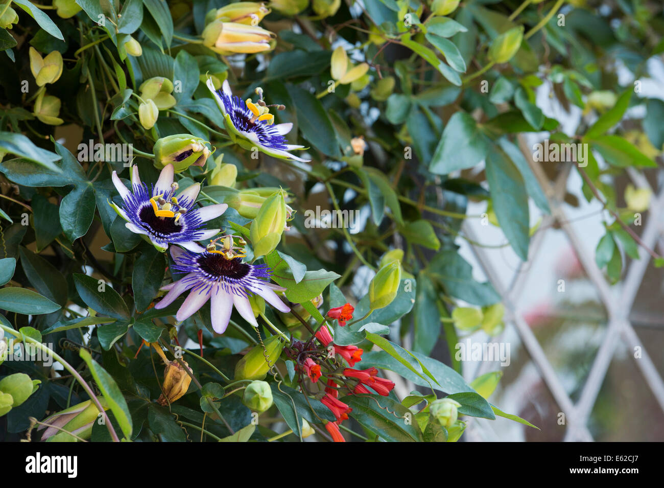 Passiflora 'Silly Cow' . Passiflora Foto Stock