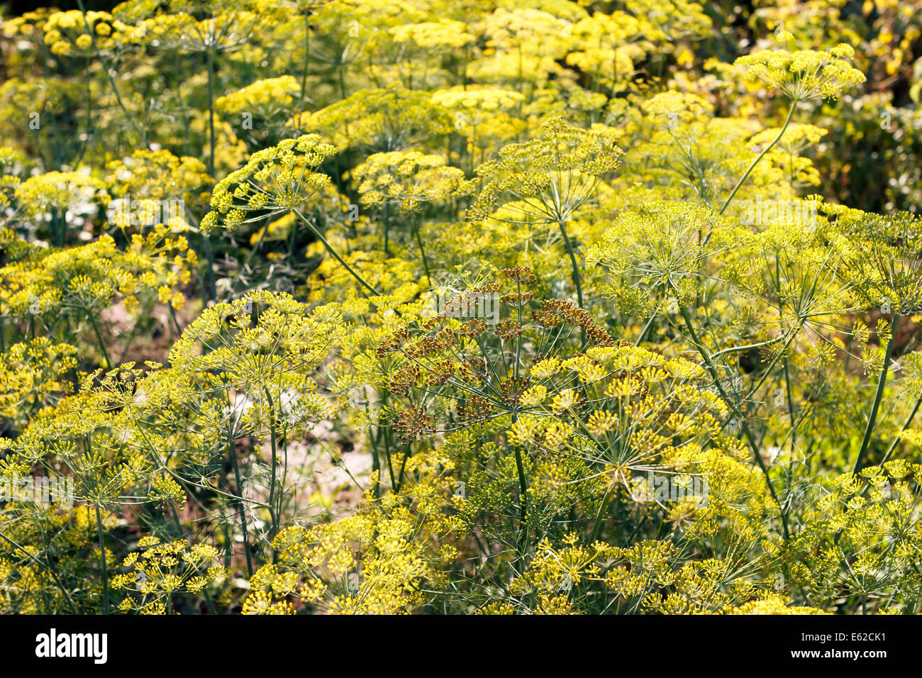L'aneto che fiorisce con fiori di colore giallo nel giardino Foto Stock