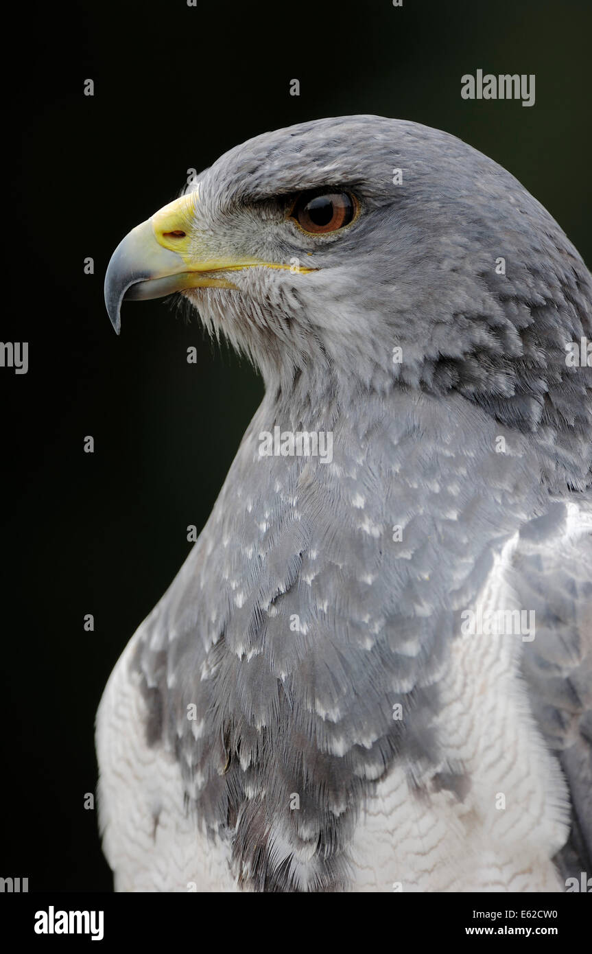 Nero-chested Buzzard-Eagle, Grigio Eagle-Buzzard, Aguja o cilena blu Aquila (Geranoaetus melanoleucus) Foto Stock