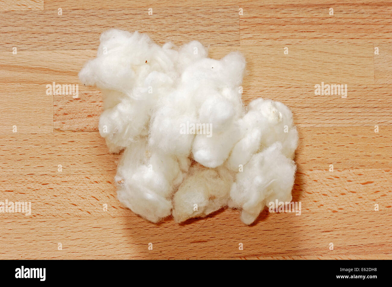Levant cotone (Gossypium herbaceum), cotone Foto Stock