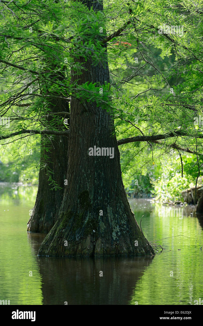 Baldcypress o Swamp Cypress (Taxodium distichum) Foto Stock