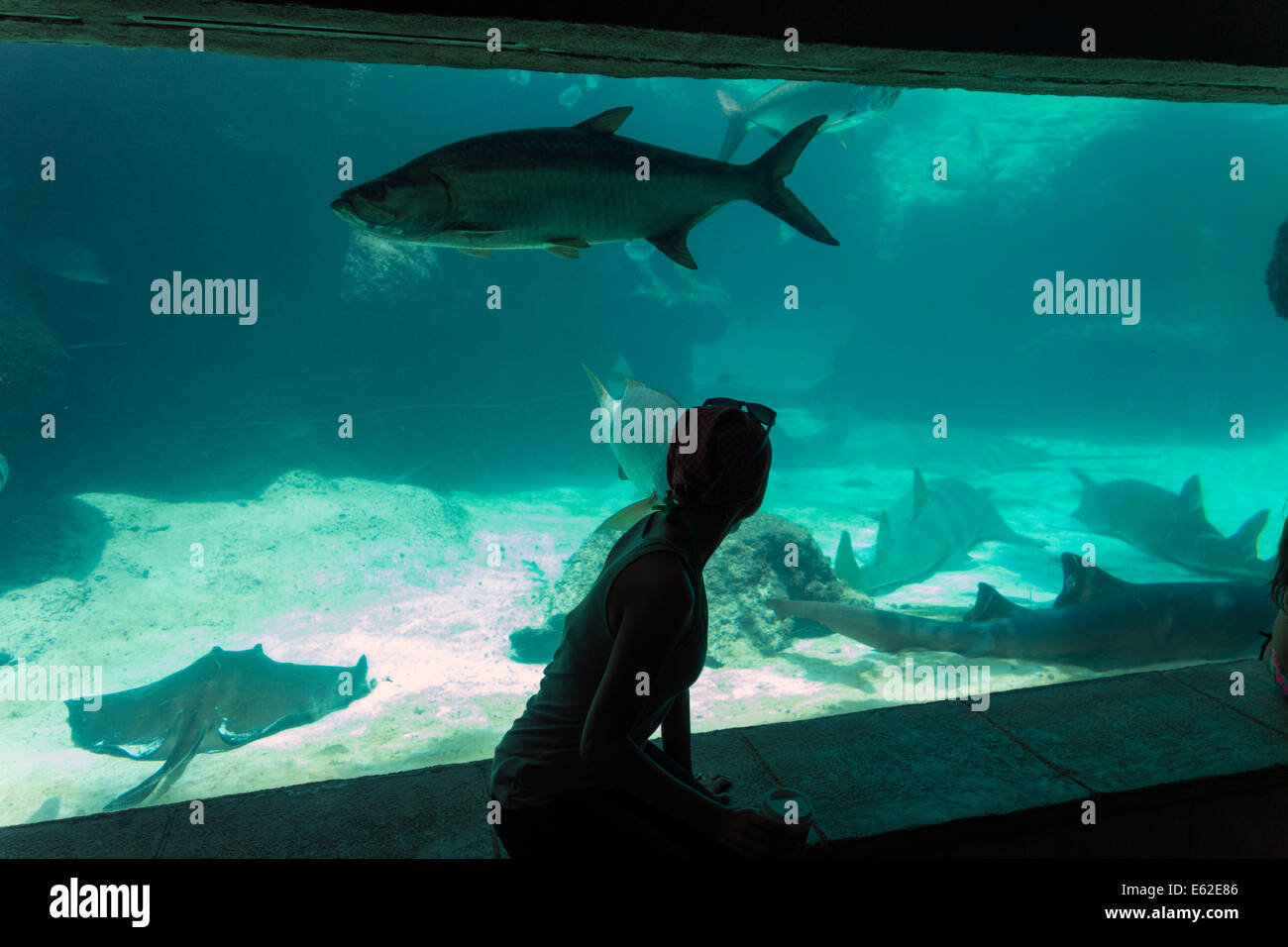 Ragazza cercando di pesce in acquario serbatoio, Atlantis Paradise Island Resort, Bahamas Foto Stock