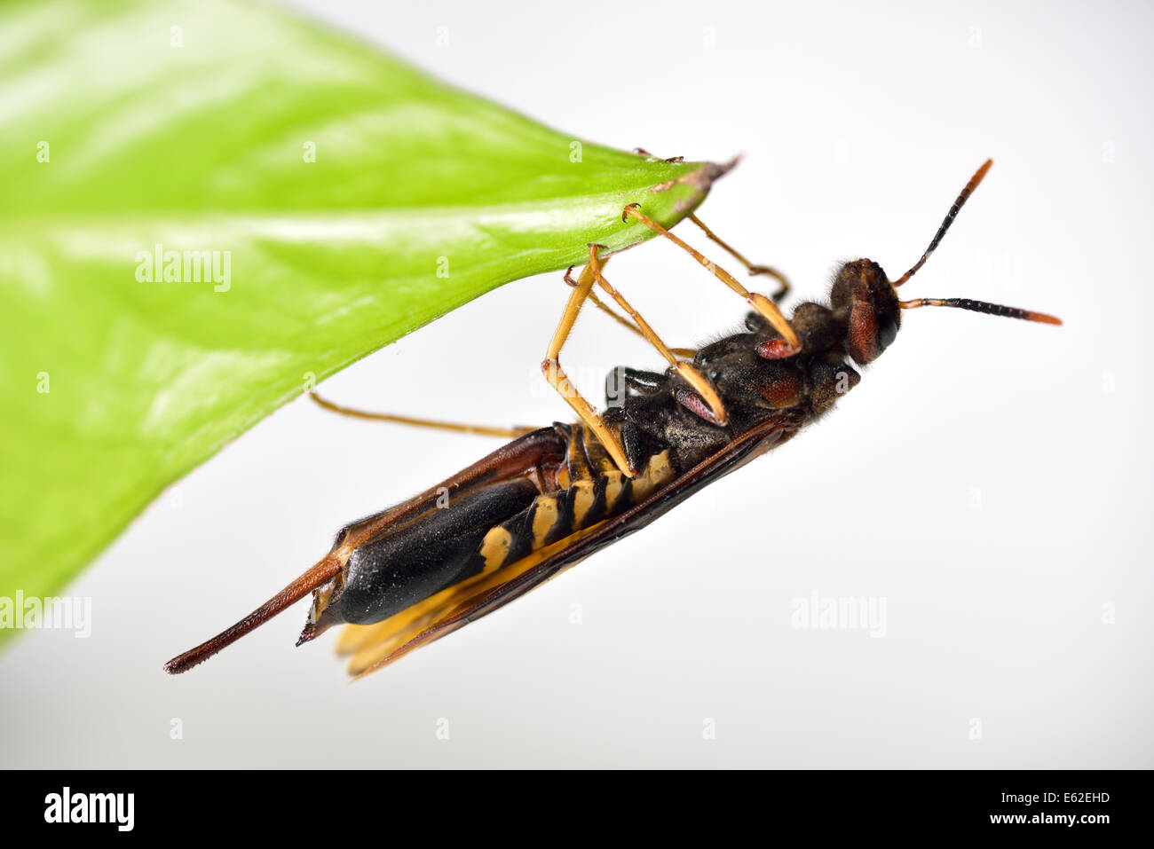 Piccione femmina Horntail Wasp Siricidae Tremex aggrappandosi ad una foglia con la parte inferiore e ovipositor visibile Foto Stock