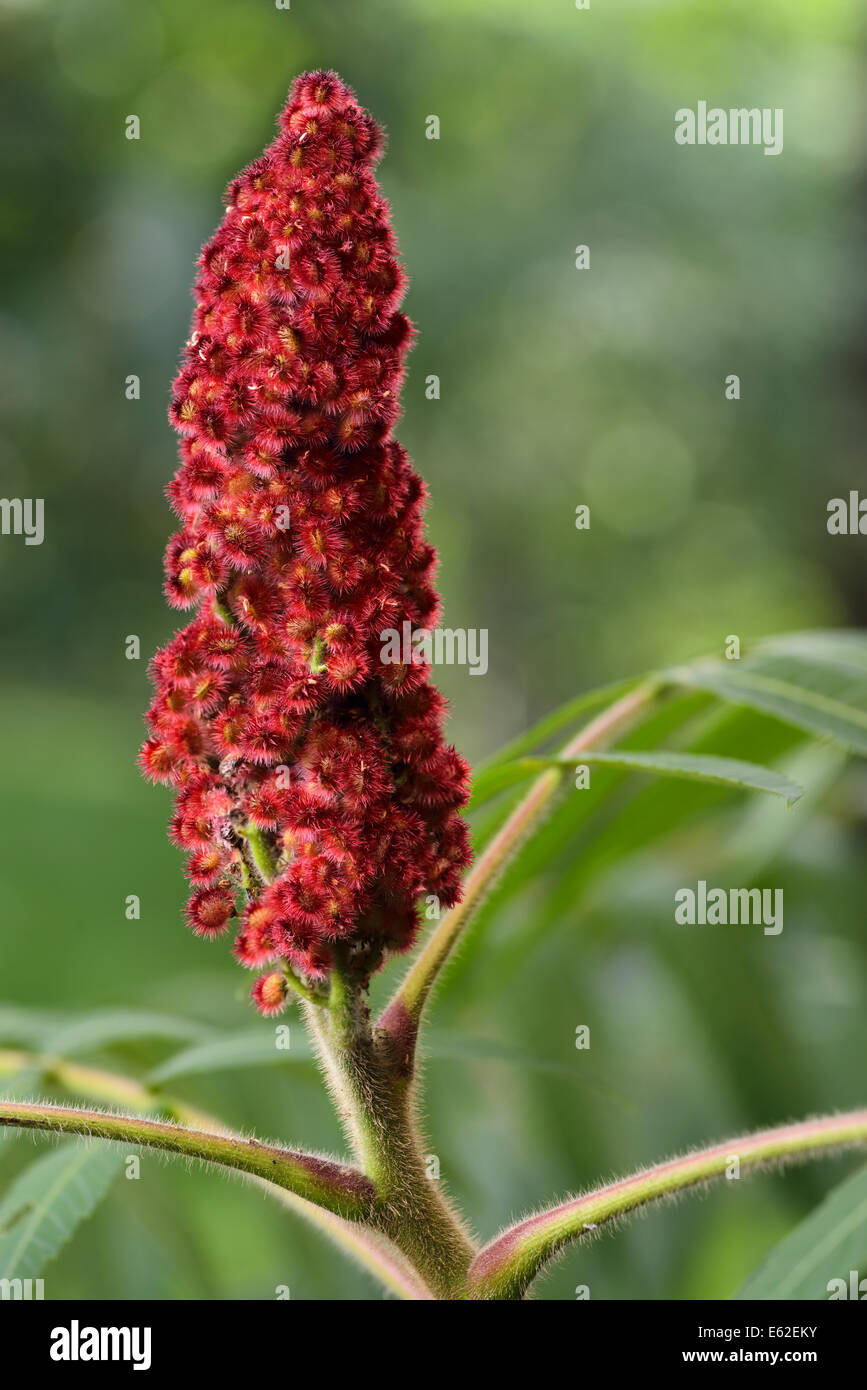 Close up della Drupa rossa frutta e stelo fuzzy di un staghorn sumac all'aperto Foto Stock