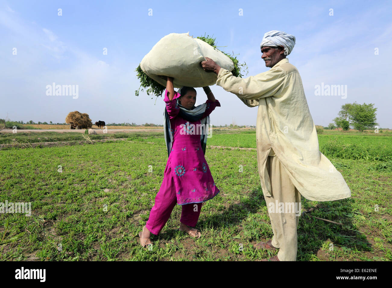 Gli agricoltori portano un sacco di trifoglio raccolto per l'alimentazione dei loro animali, vicino al villaggio di Khuspur, Provincia del Punjab, Pakistan Foto Stock