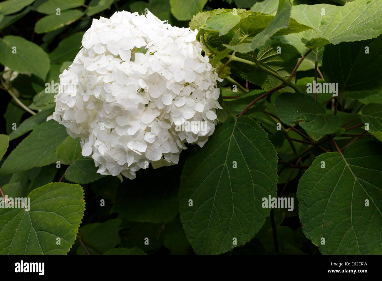 Hydrangea arborescens Annabelle close-up Foto Stock