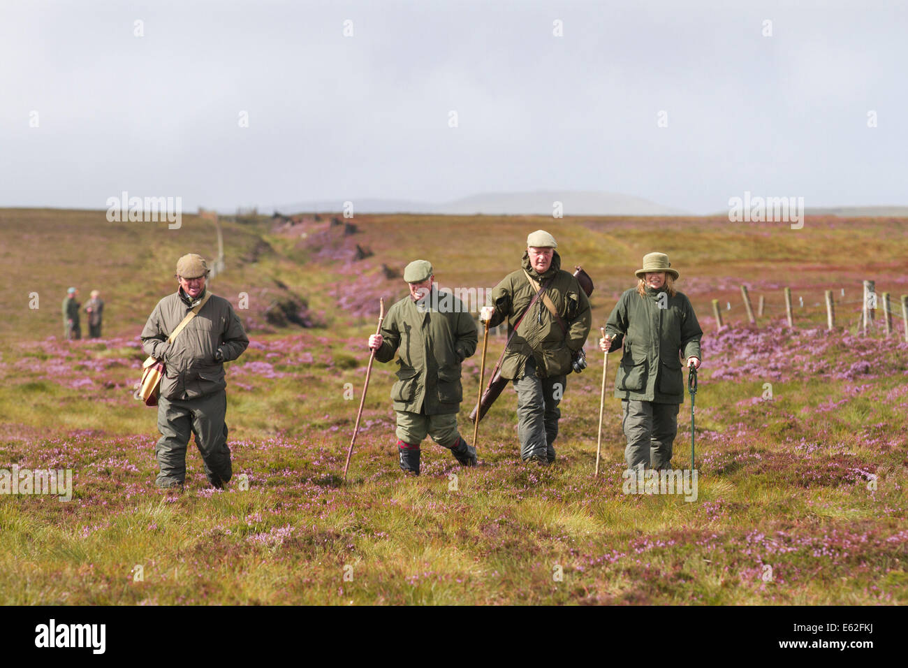 Grouse sparatutto che attraversano la brughiera a Coverdale, Yorkshire Dales, Regno Unito 12th agosto 2014. Grouse Shooting sul glorioso dodici, l'apertura ufficiale della stagione di gioco britannica, sui gemiti di Coverdale. La data in sé è tradizionale; l'attuale legislazione che la sancisce è il Game Act del 1831. Il Red Grouse è l'uccello più veloce della terra e gestisce una velocità di 80 miglia all'ora in pochi battimenti dell'ala, ed è unico per la Gran Bretagna e vive sulle brughiere di erica dell'Inghilterra settentrionale e della Scozia e solo sulle brughiere del North Yorkshire. Foto Stock