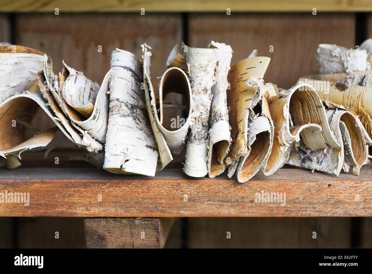 Corteccia di betulla case di insetti. Foto Stock