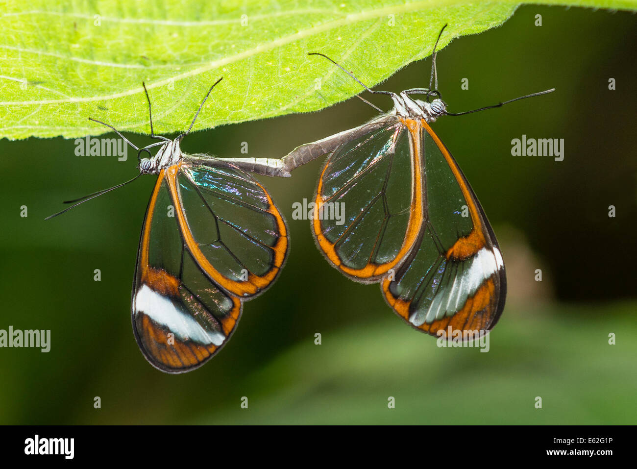 Una coppia di coniugate Clearwing farfalle Foto Stock