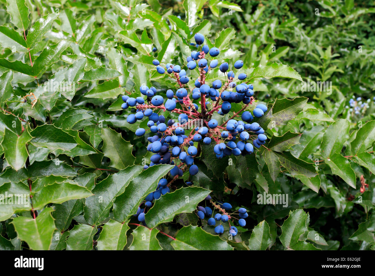 Mahonia aquifolium Oregon uva Foto Stock