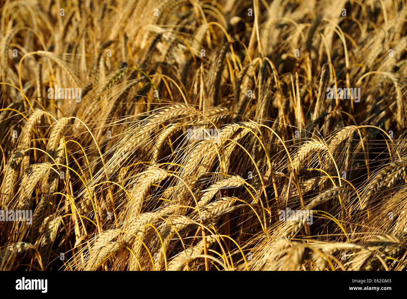 In prossimità di un campo di crescita di orzo Foto Stock