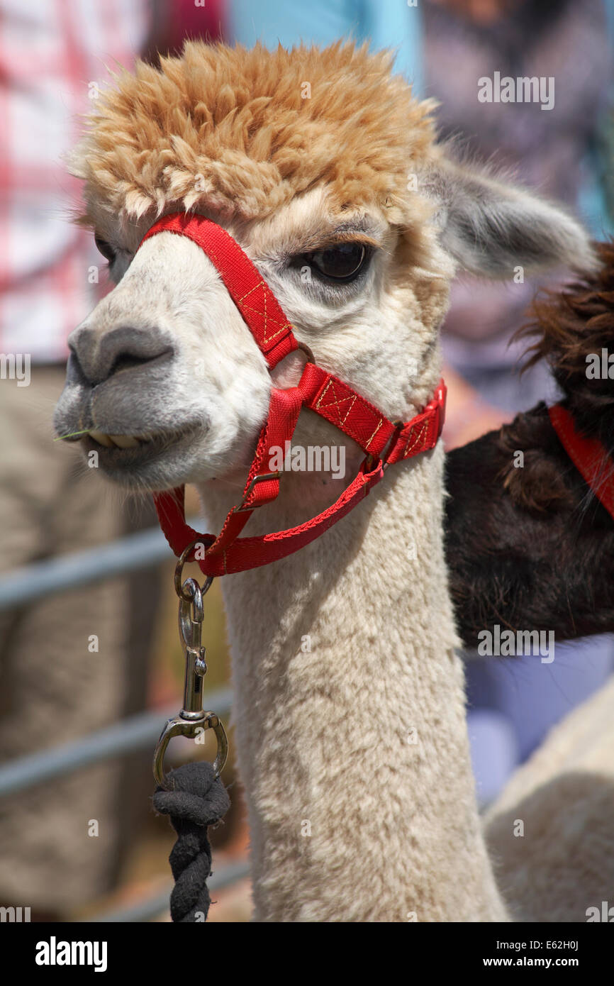 Alpaca al Ellingham & Ringwood Società Agricola mostra annuale a Somerley Park, Ellingham, Ringwood, Hampshire nel mese di agosto Foto Stock