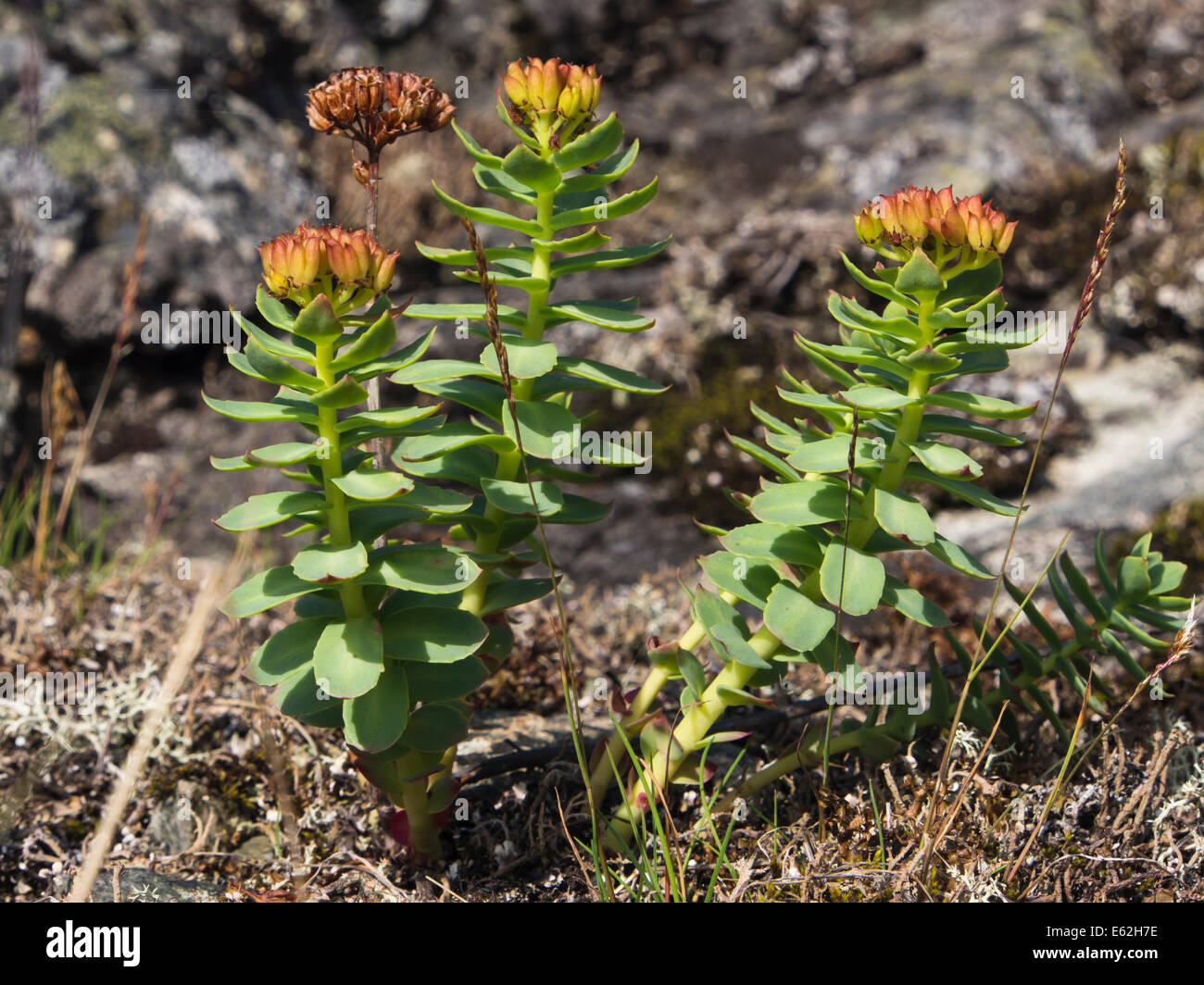 Rhodiola rosea radice dorata o radice di rose, trovato qui nel parco nazionale di Jotunheimen Norvegia Foto Stock