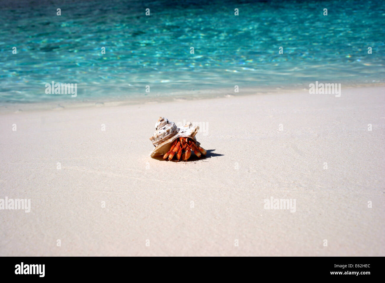 Il Granchio eremita sull isola prigione, Cocos Keeling Islands Foto Stock