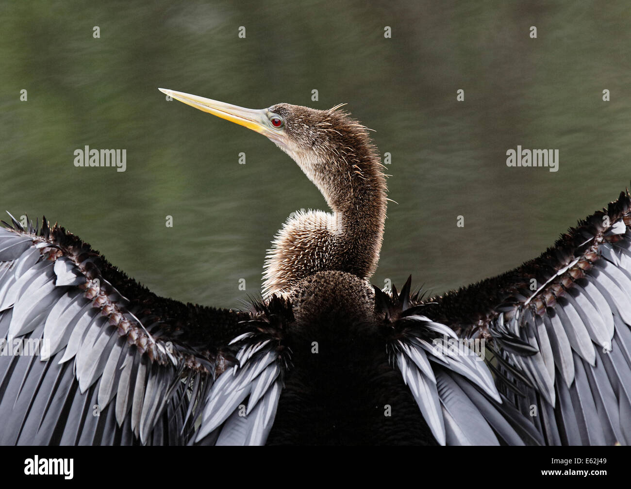 Ritratto di un Anhinga (Anhinga anhinga) allungamento alare Foto Stock