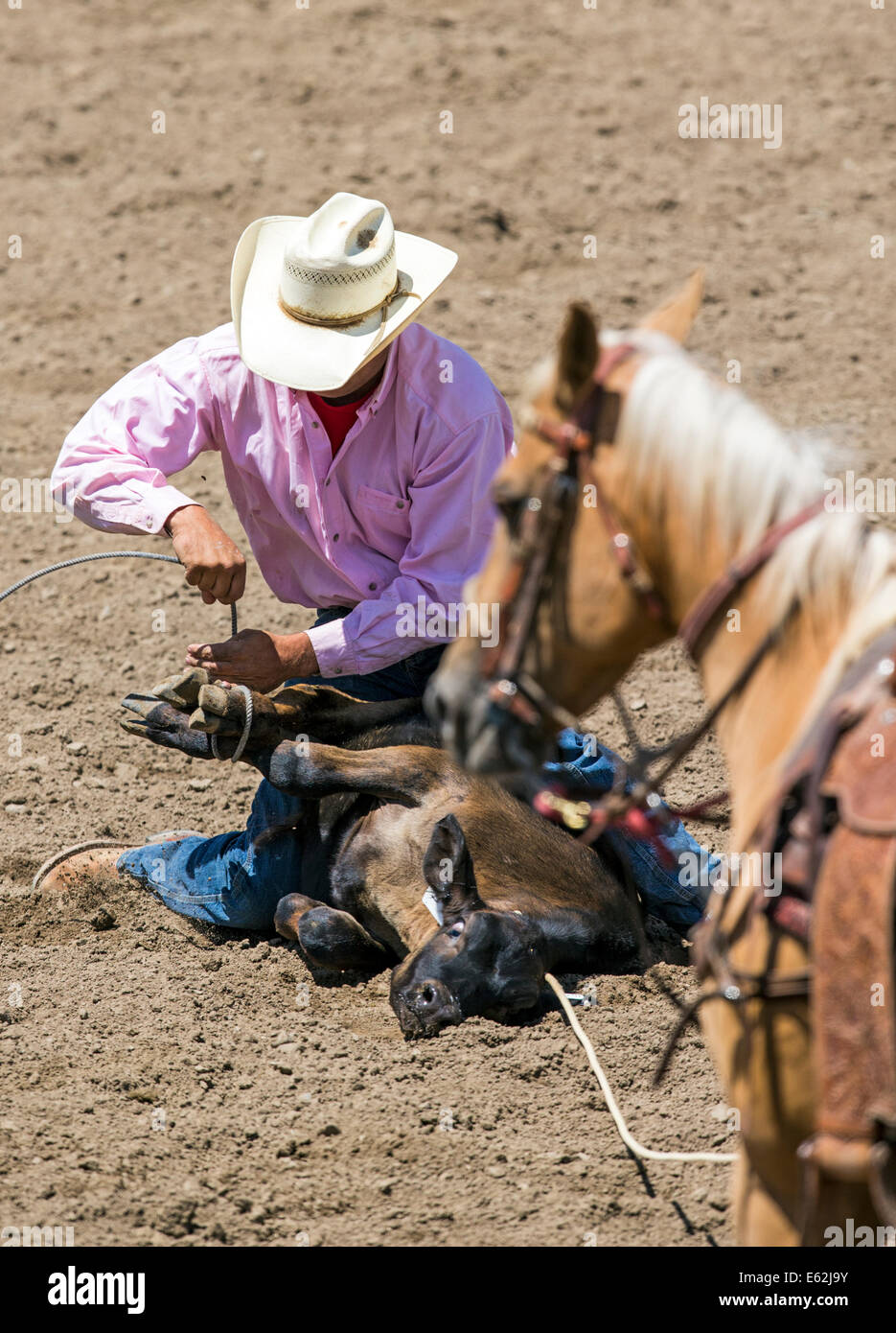 Cowboy a cavallo compete nel tie-down roping evento, Chaffee County Fair & Rodeo Foto Stock
