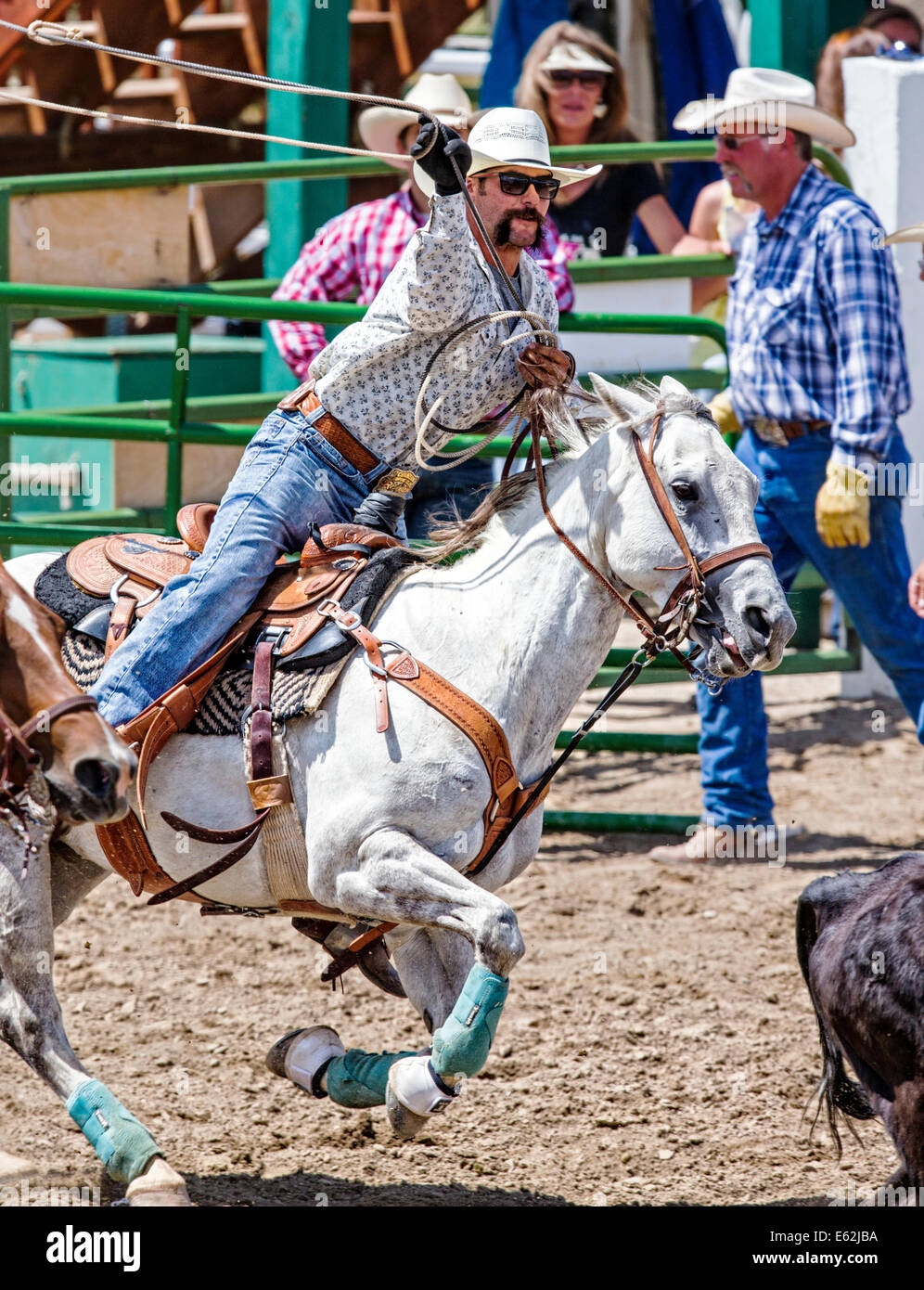 Cowboy a cavallo compete nel tie-down roping evento, Chaffee County Fair & Rodeo Foto Stock