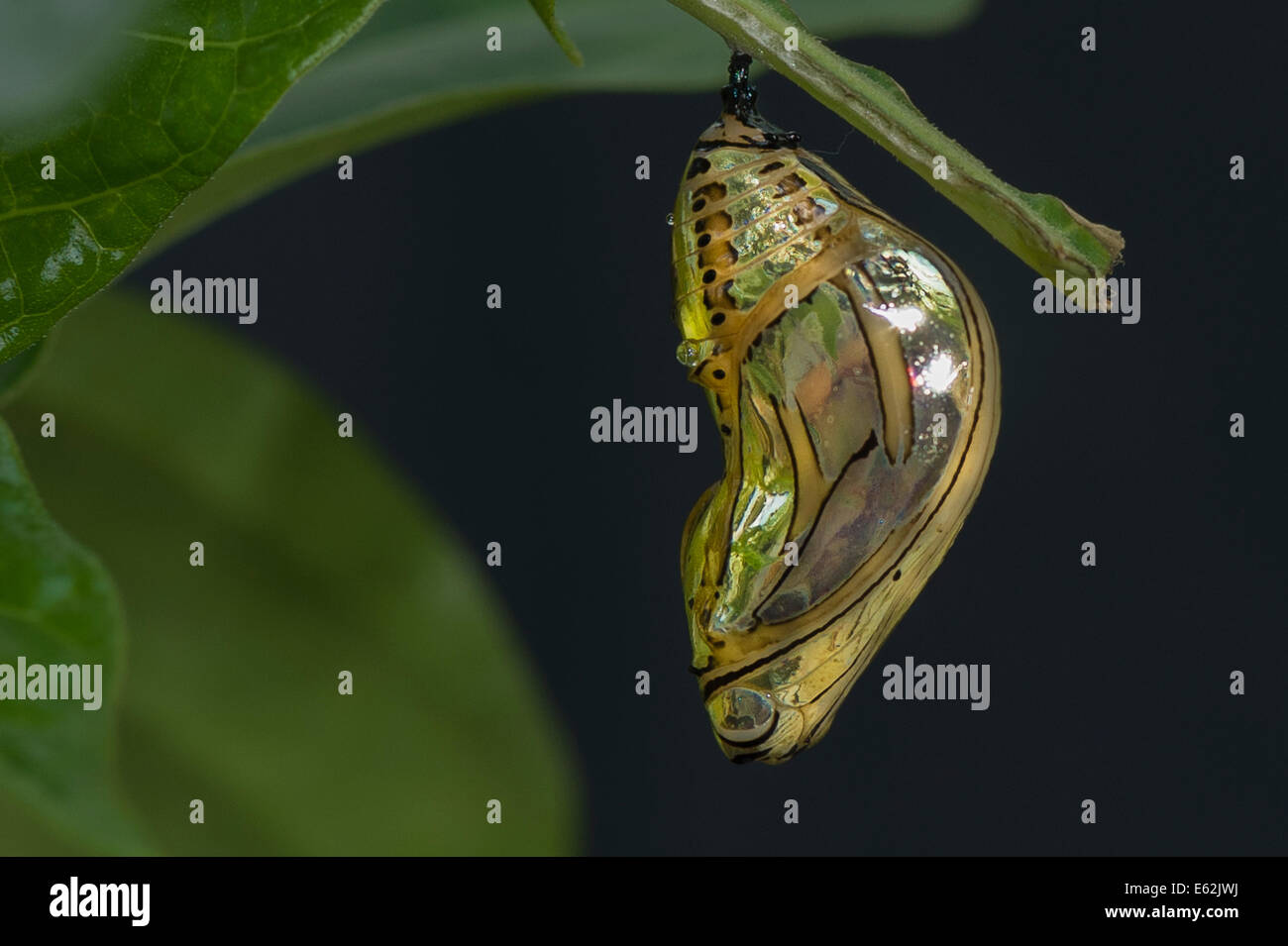 Una crisalide di Harmonia Tiger-wing butterfly Foto Stock