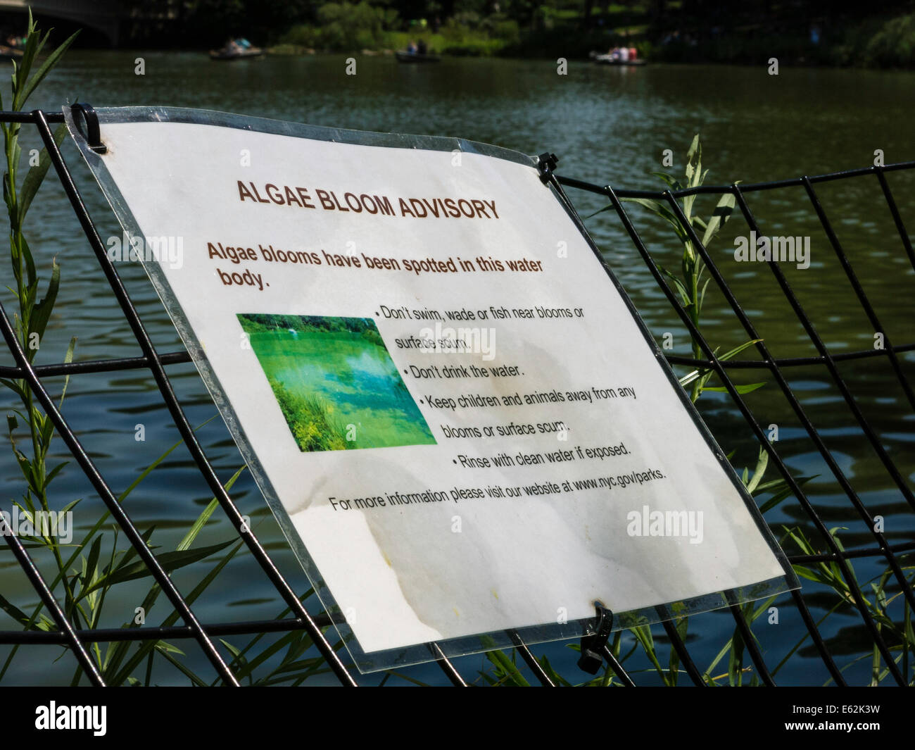 Fioritura di alghe Advisory in Central Park Lake, NYC Foto Stock