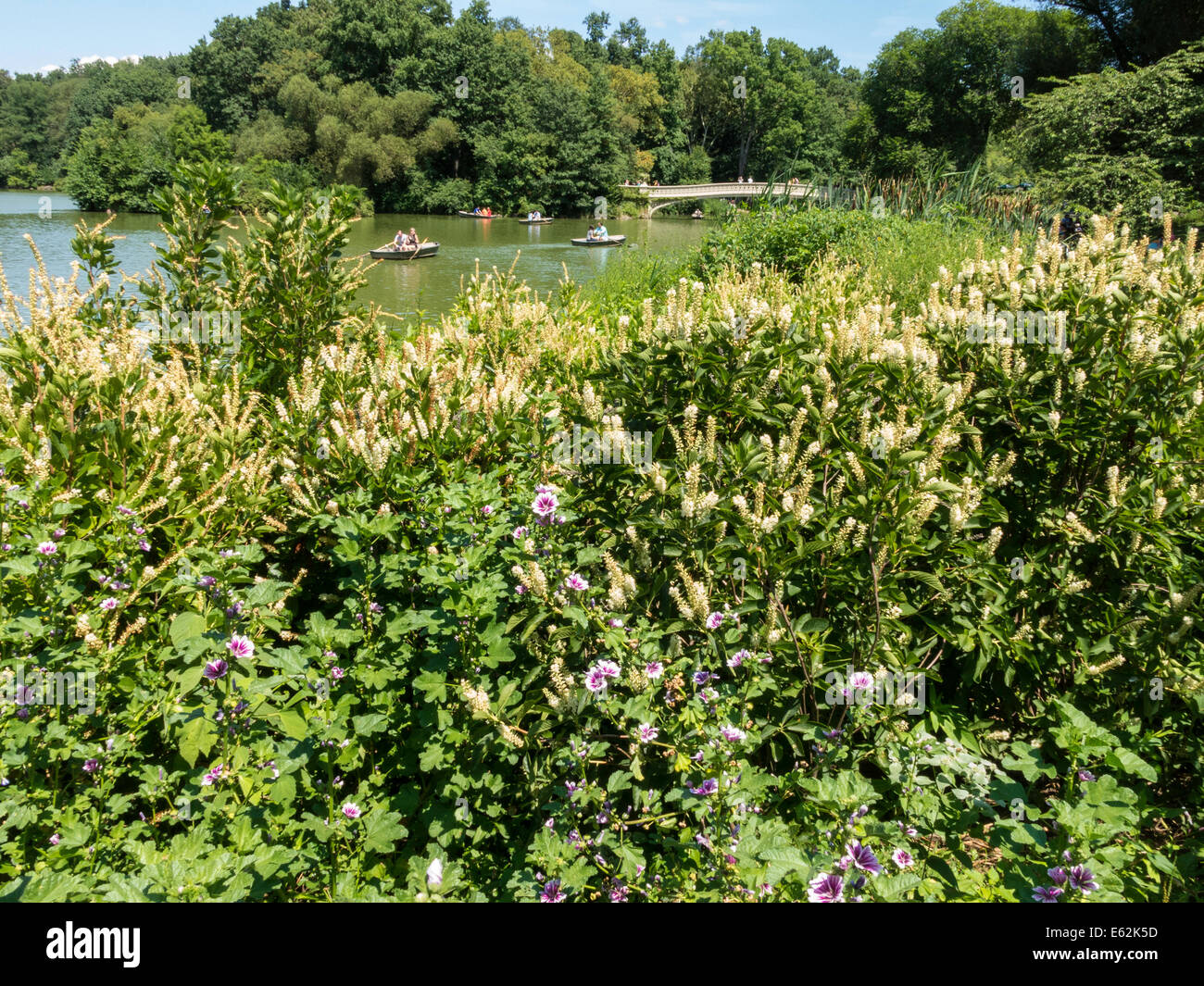 Acqua verde nel centro Parco Lago è causato dalla fioritura di alghe, NYC Foto Stock