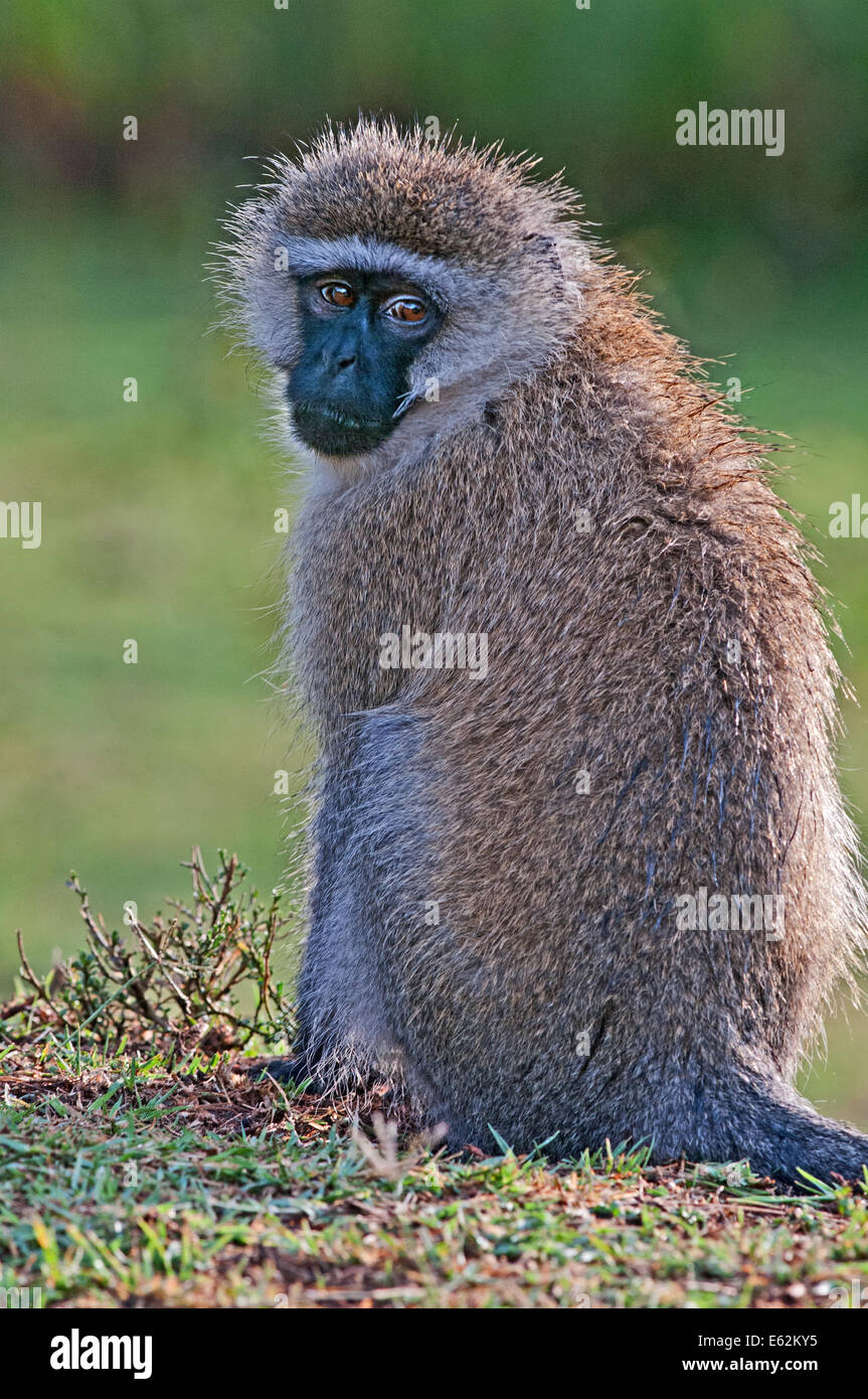 Maschio nero di fronte Vervet Monkey guardando sopra la sua spalla verso la fotocamera vicino al lago Naivasha Kenya Africa orientale il nero di fronte VE Foto Stock