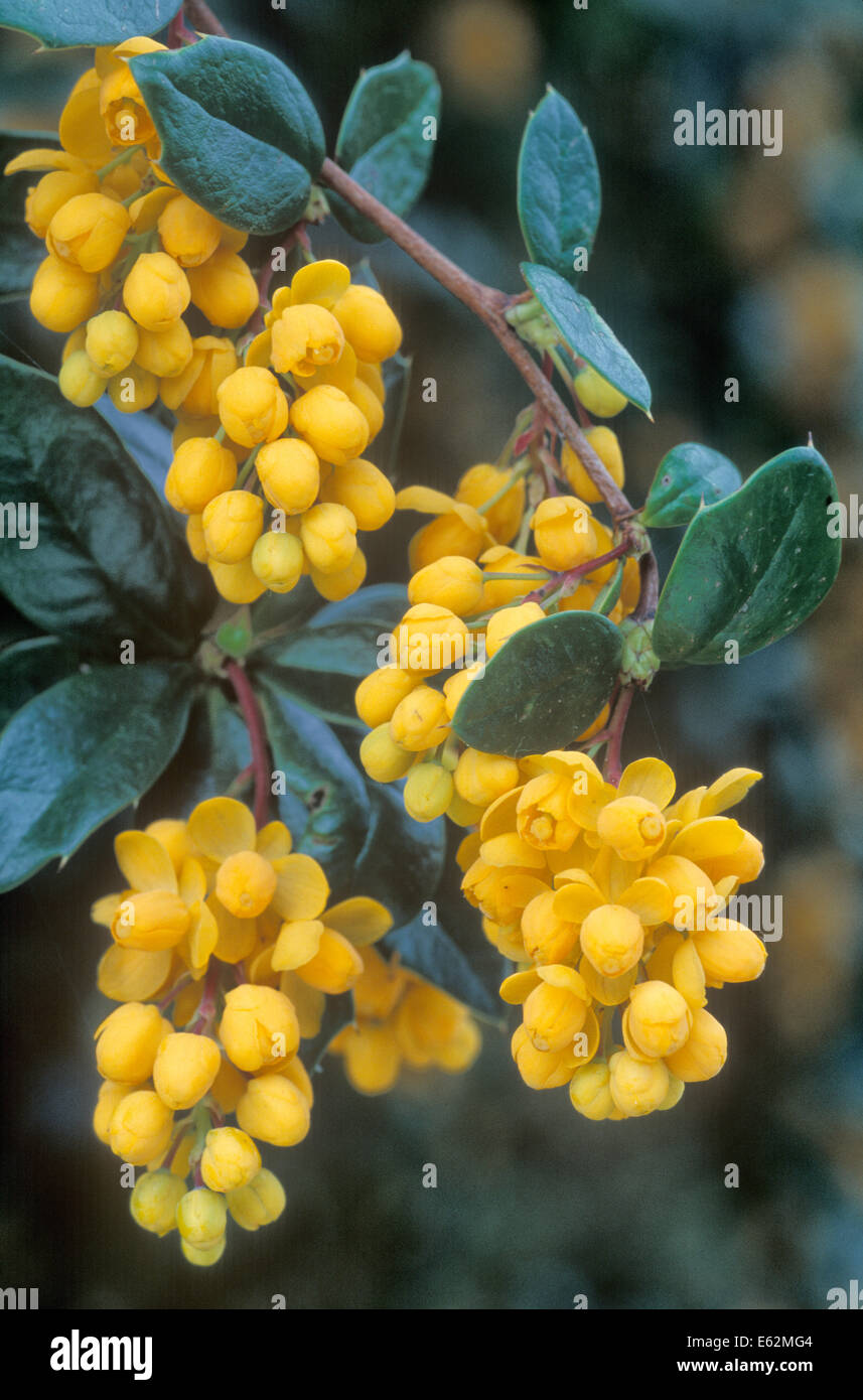 BERBERIS storia di Riccioli d'oro, Crespino, arbusto sempreverde, close up GOLDEN fiori gialli, aprile, la molla. Foto Stock