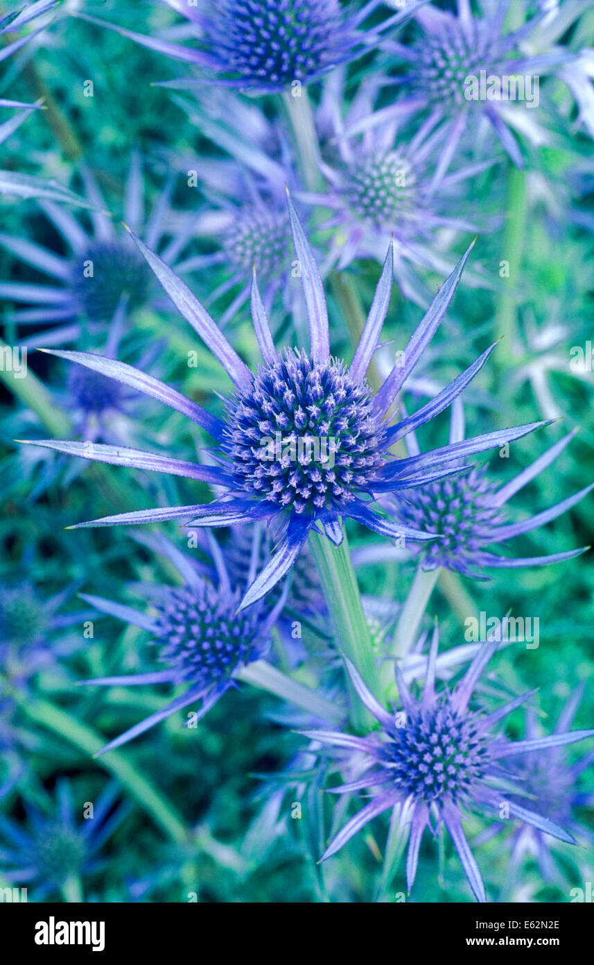 Eryngo (Eryngium bourgatti) perenne, Giugno. Close up ritratto di blu fiori pungenti. Foto Stock