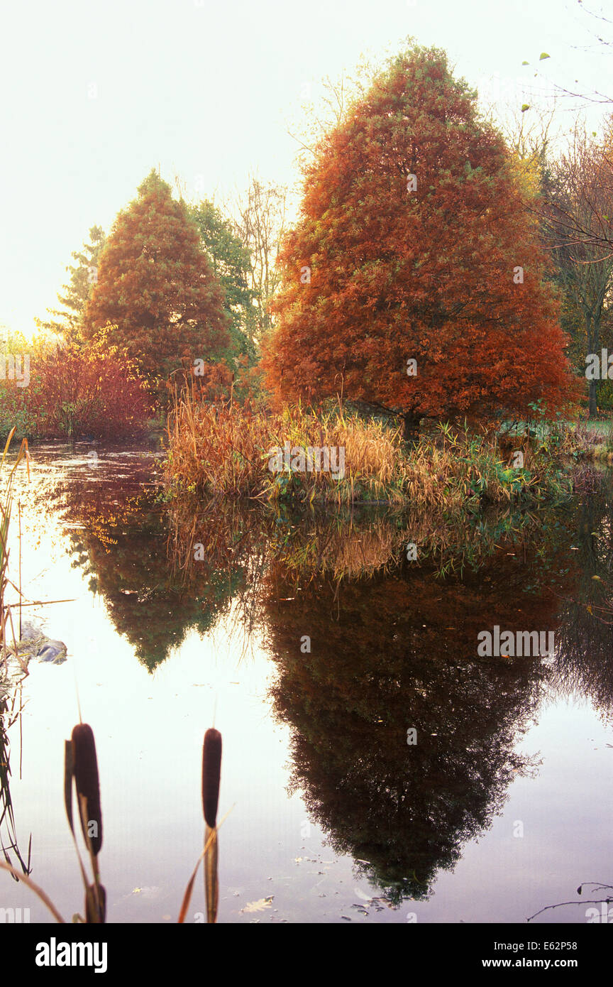 TAXODIUM DISTICHUM. (Cipresso calvo). Novembre. CLOSE UP DI ALBERI riflessa nell'acqua. Foto Stock