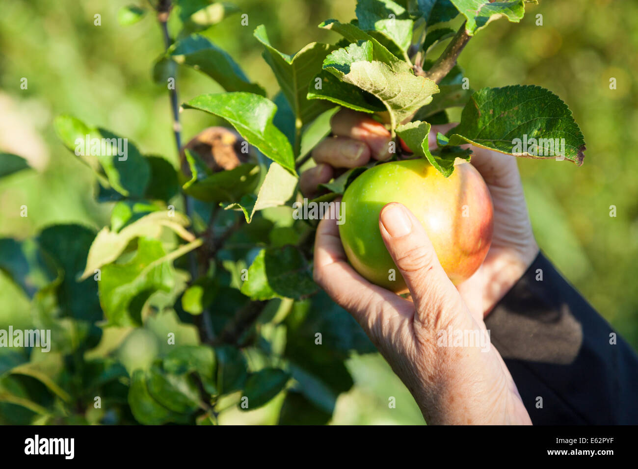 Apple picking. Una persona la raccolta di mele da un albero NEL REGNO UNITO Foto Stock