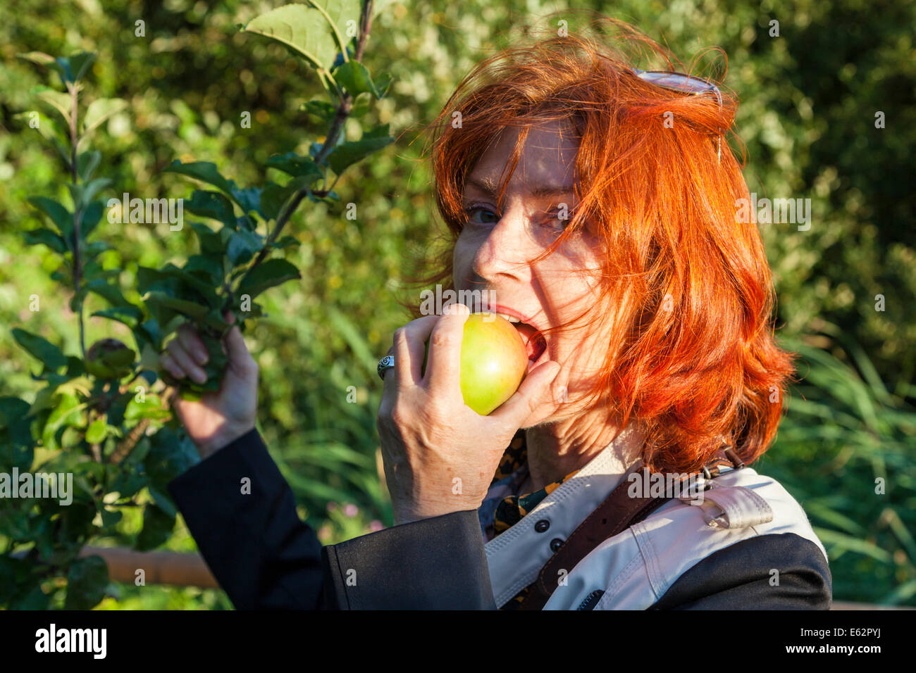 Frutta fresca. Una donna di mangiare un Apple appena prelevato da un albero, REGNO UNITO Foto Stock