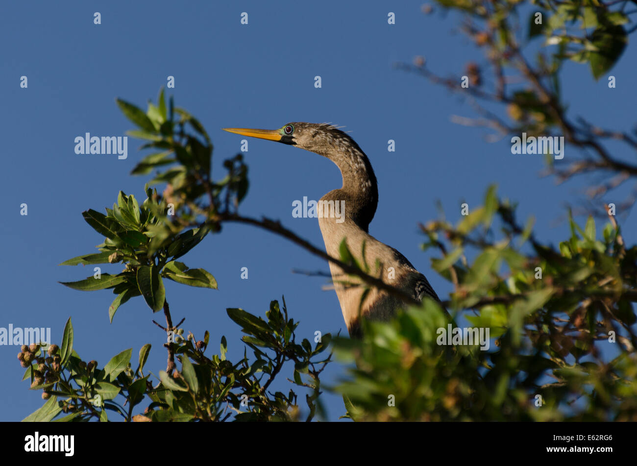 Un Anhinga (Anhinga anhinga) femmina suns in un albero di mango lungo la costa del Pacifico del Messico centrale. Foto Stock