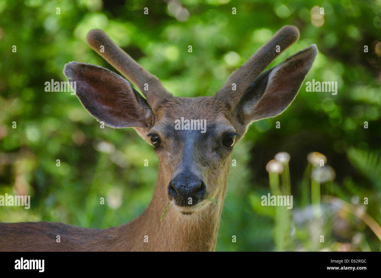 Un giovane Mule Deer (Odocoileus hemionus) buck rovistando nella Sierra Foothills della California del Nord, palchi in velluto. Foto Stock