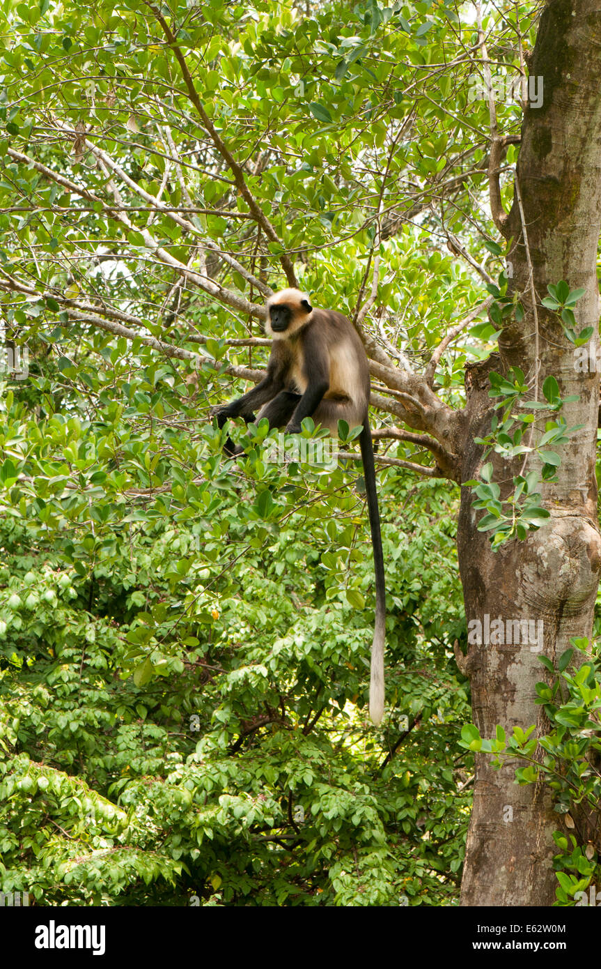 Nero Grigio faccia langur, Parambikulam Wildlife Sanctuary India Foto Stock