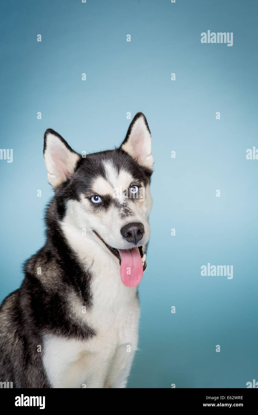 Siberian Husky guardando fotocamera a sorridere con la lingua di fuori Foto Stock