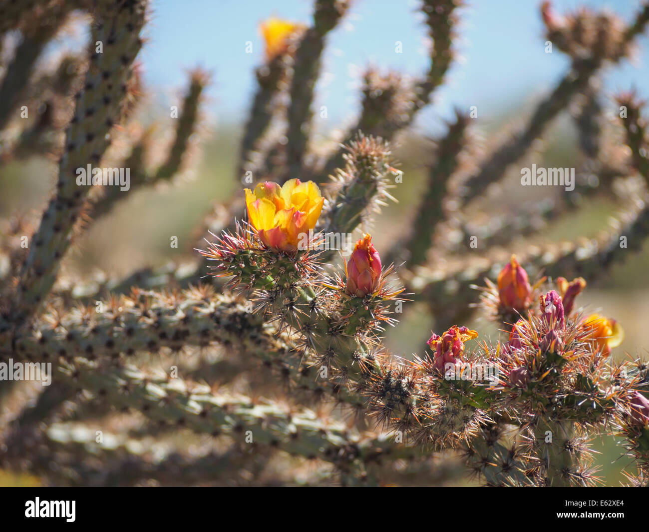 Fiori gialli germogli su Buckhorn Cholla cactus in Arizona deserto Sonoran AKA giallo a fiore di canna, Buck-horn, o Grandi cactus Foto Stock