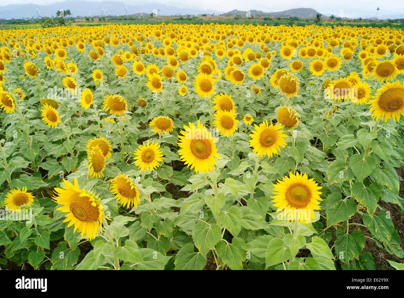 Girasoli campo di girasole a campi del Tamil Nadu, India Foto Stock