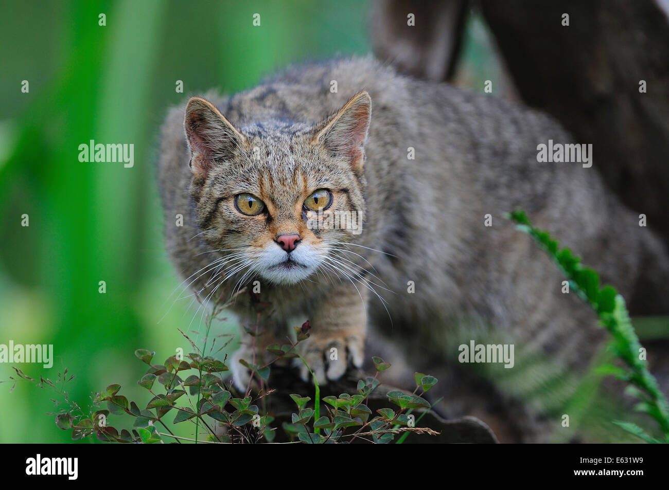 Wildcat Felis silvestris Foto Stock
