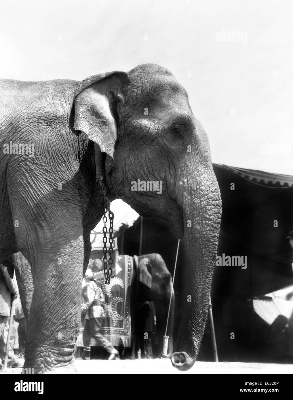 1930s CIRCUS elefante indiano Foto Stock