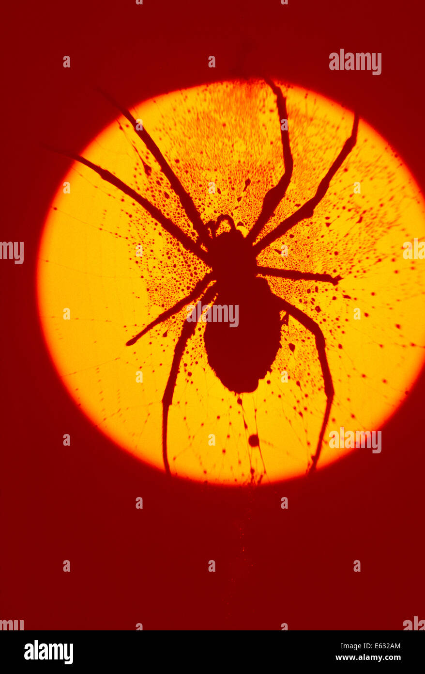 Anni Settanta SPIDER SILHOUETTE IMMAGINE SUL giallo del sole nel cielo rosso Foto Stock