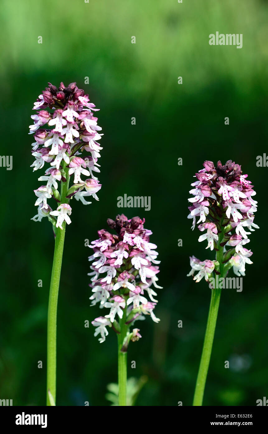 Tre bruciati fiori di orchidea REGNO UNITO Foto Stock