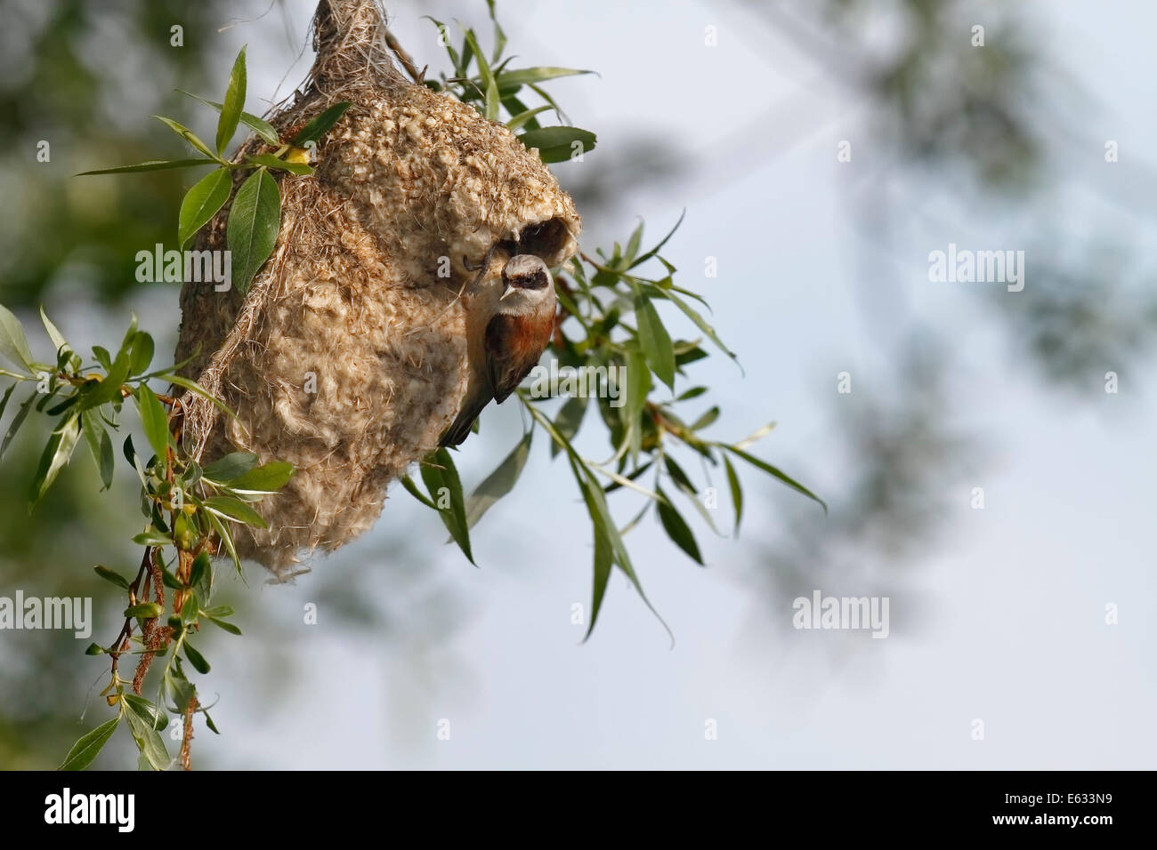 Penduline Tit (Remiz pendulinus), avvicinando il nido per l'alimentazione di mangime per i giovani, Meclemburgo-Pomerania, Germania Foto Stock