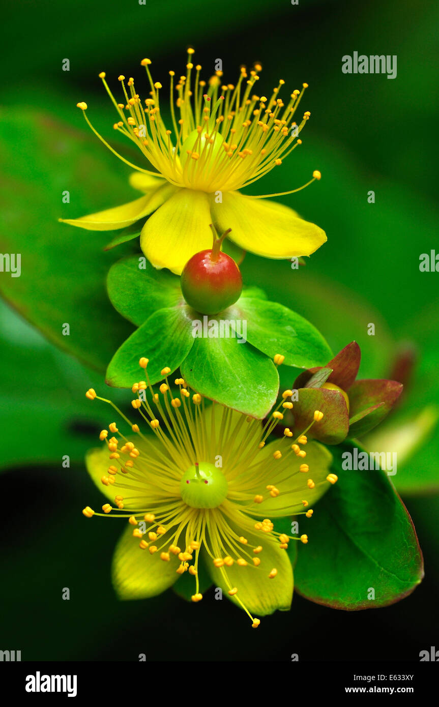 Tutsan fiori e frutta REGNO UNITO Foto Stock