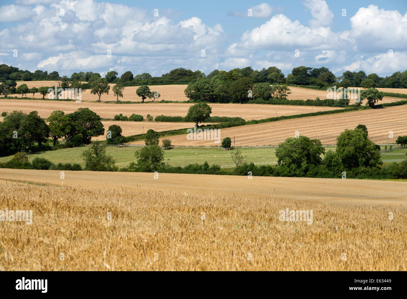 Campi di grano, Guiting Power, Cotswolds, Gloucestershire, England, Regno Unito, Europa Foto Stock