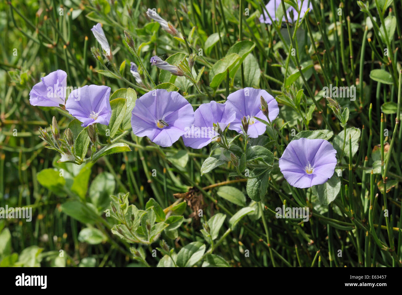 Roccia blu centinodia - Convolvulus sabatius Mediterraneo fiore selvatico Foto Stock