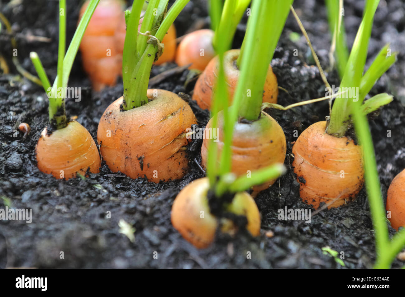 Fila a tenuta di carote di terreno vegetale Foto Stock