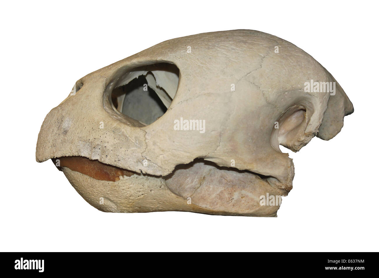 Tartaruga Caretta cranio Cast Foto Stock