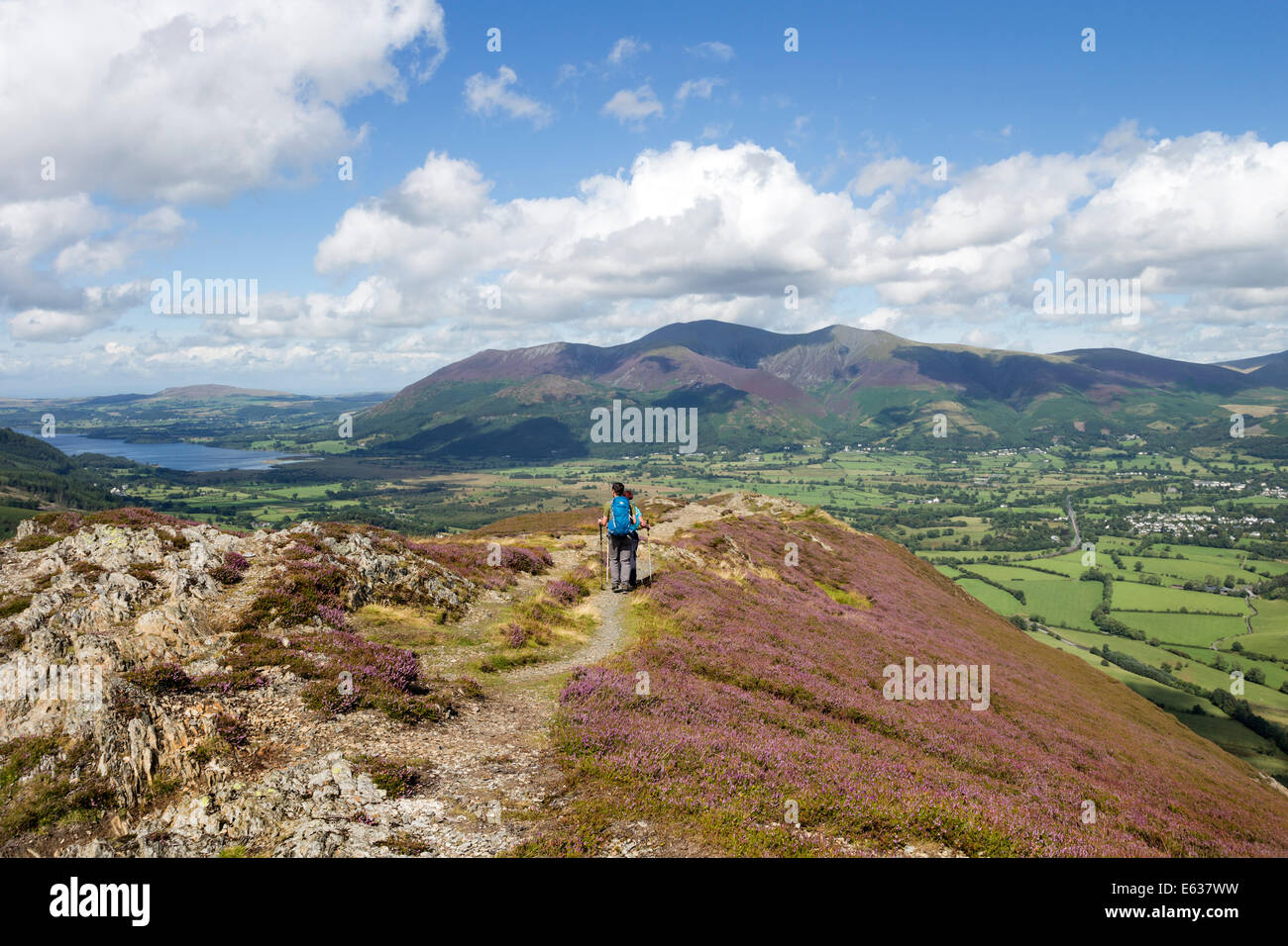 La gamma di Skiddaw dal heather coperto il Vertice di Barrow Hill Lake District Cumbria Regno Unito Foto Stock