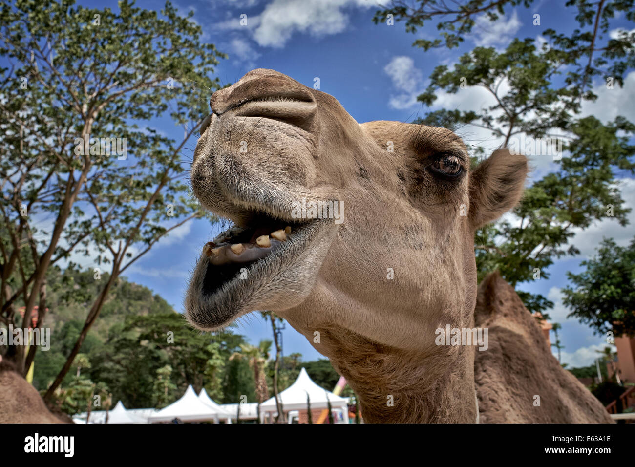 Divertente faccia animale cammello closeup. Foto Stock