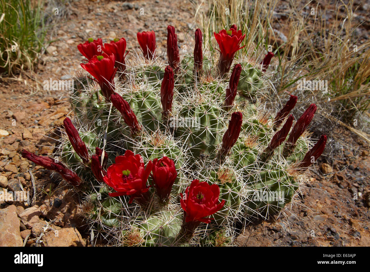 Claret Cup fiori di cactus (Echinocereus triglochidiatus), Arches National Park, vicino a Moab, Utah, Stati Uniti d'America Foto Stock