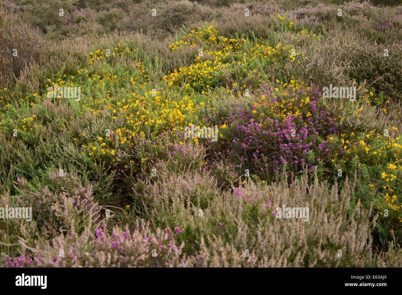 Fioritura heather, Dunwich Heath, Suffolk, Inghilterra Foto Stock